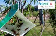 Un nouvel "espace biocontrôle et lutte biologique" sur EcophytoPIC